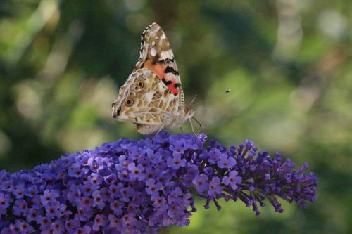 Vanessa cardui